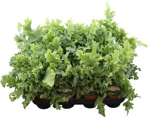 Blue Star Fern (Phlebodium) – 9cm Pot