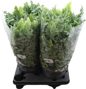 Blue Star Fern (Phlebodium) – 20cm Hanging Pot