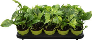 Golden Pothos (Epipremnum aureum) – 12cm Pot