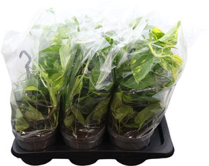 Golden Pothos (Epipremnum aureum) Hanging Plant – 17cm Pot