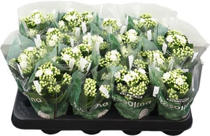White Double Kalanchoe – 7cm Pot