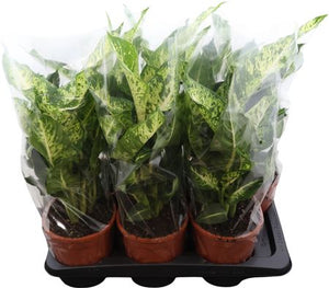 Dieffenbachia Houseplant – 17cm Pot, 55cm Height