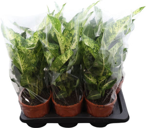 Dieffenbachia Houseplant – 17cm Pot, 55cm Height