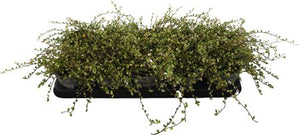 Golden Muehlenbeckia ‘Golden Girl’ – 12cm Pot
