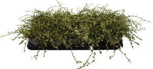 Golden Muehlenbeckia ‘Golden Girl’ – 12cm Pot