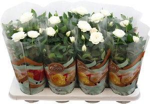 White Miniature Rose (Rosa) – 13cm Pot