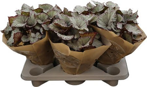 Begonia Rex ‘Hawaiian Silver’ – 17cm Pot