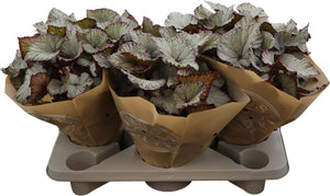 Begonia Rex ‘Hawaiian Silver’ – 17cm Pot