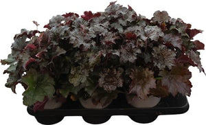 Heuchera ‘Palace Purple’ – 15cm Pot