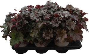 Heuchera ‘Palace Purple’ – 15cm Pot
