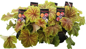 Heuchera Mixed Variety – 15cm Pot