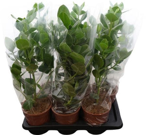 Clusia Princess – 17cm Pot, Approx. 70cm High