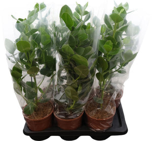 Clusia Princess – 17cm Pot, Approx. 70cm High