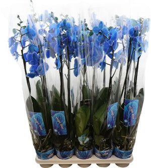 Royal Blue Phalaenopsis Orchid – 12cm Pot, 85cm