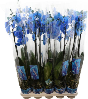 Royal Blue Phalaenopsis Orchid – 12cm Pot, 85cm