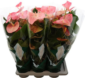 Pink Anthurium – 17cm Pot, 70cm High