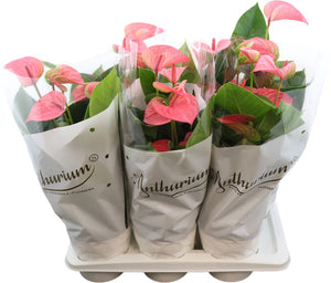 Anthurium Pink Champion – 17cm Pot