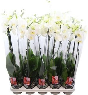 White Phalaenopsis Orchid ‘Snow Compass’ – 12cm Pot