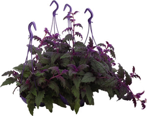 Gynura Violet Houseplant – 15cm Pot