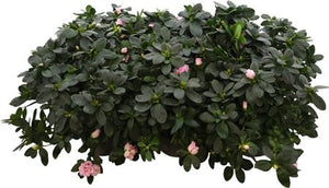 Rhododendron azalea (Rhododendron simsii) – 14cm Pot