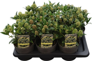 Skimmia japonica ‘Godrie Dwarf’ – 17cm Pot