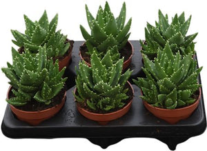 Aloe Perfoliata – 12cm Pot, 18cm High