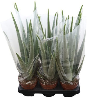 Aloe Vera Plant (Aloe barbadensis) – 14cm Pot