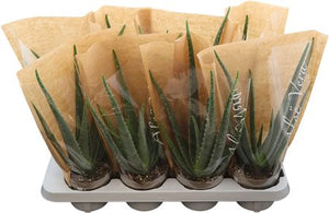 Aloe Vera Plant – 12cm Pot, Approx. 38cm High