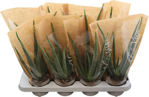 Aloe Vera Plant – 12cm Pot, Approx. 38cm High