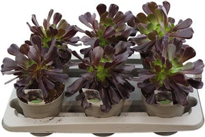 Aeonium Arbor Succulent – 14cm Pot, 38cm High