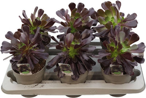 Aeonium Arbor Succulent – 14cm Pot, 38cm High