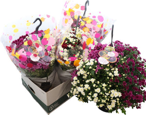 Mixed Chrysanthemum Hanging Basket – 23cm Pot