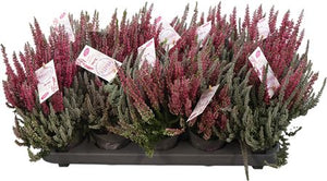 Calluna Garden Girls Heather ‘Fluffy Duo’ – 11cm Pot