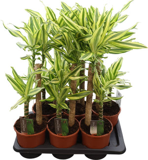 Dracaena Yellow Coast – 17cm Pot, 75cm High