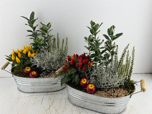 Mixed Colour Arrangement in Oval Zinc Pot