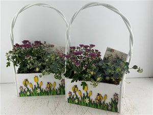 Mixed Colour Hanging Basket Arrangement