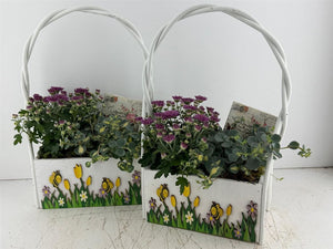 Mixed Colour Hanging Basket Arrangement
