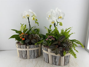Mixed Colour Oval Beechwood Arrangement