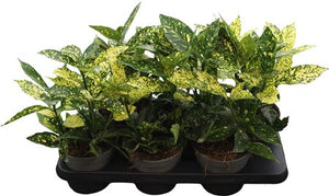 Japanese Laurel (Aucuba japonica) – 14cm Pot