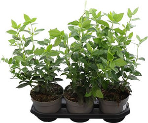 Viburnum tinus Evergreen Garden Shrub – 19cm Pot