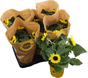 Sunflower ‘Sunsation’ (Helianthus annuus) – 13cm Pot
