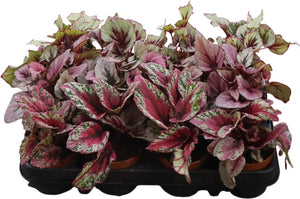 Rex Begonia Mixed Varieties – 9cm Pot