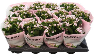Pink Kalanchoe 'Emilie' – 10.5cm Pot