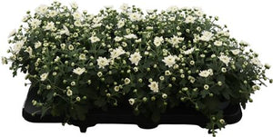 Red Garden Chrysanthemum – 13cm Pot