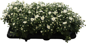 Red Garden Chrysanthemum – 13cm Pot