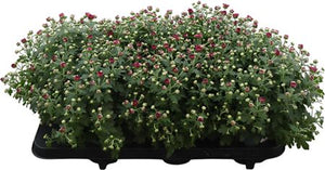 Purple Chrysanthemum – 13cm Pot