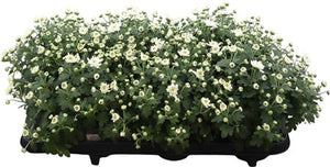 Purple Chrysanthemum – 13cm Pot