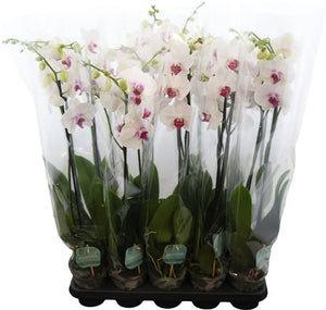 White Phalaenopsis Orchid – 2 Stem, 12cm Pot