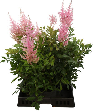 Astilbe 'Erika' – 23cm Pot, Approx. 70cm Height