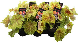 Heuchera Mixed Variety – 15cm Pot